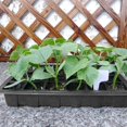 thumbnail image 2 of 5Pcs Seed Starter Trays  24 Cells Planting Seed Tray  Plant Germination Trays  Seed Germination Tray  Seedling Starter Tray  Seedling Propagation Trays  Seed Germination Kit, 2 of 9