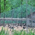 thumbnail image 2 of Filet Anti-Oiseaux Lourd pour Clôture de Jardin et Récoltes, Filet de Protection pour Clôture, Filet Anti-Oiseaux, Cerf, Chat, Chien, Poulet, Filet de Pêche, 2 of 5