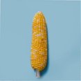 thumbnail image 2 of Stainless Steel Corn Skewers for Professional Bbq Use 8Pcs Silver Set, 2 of 4