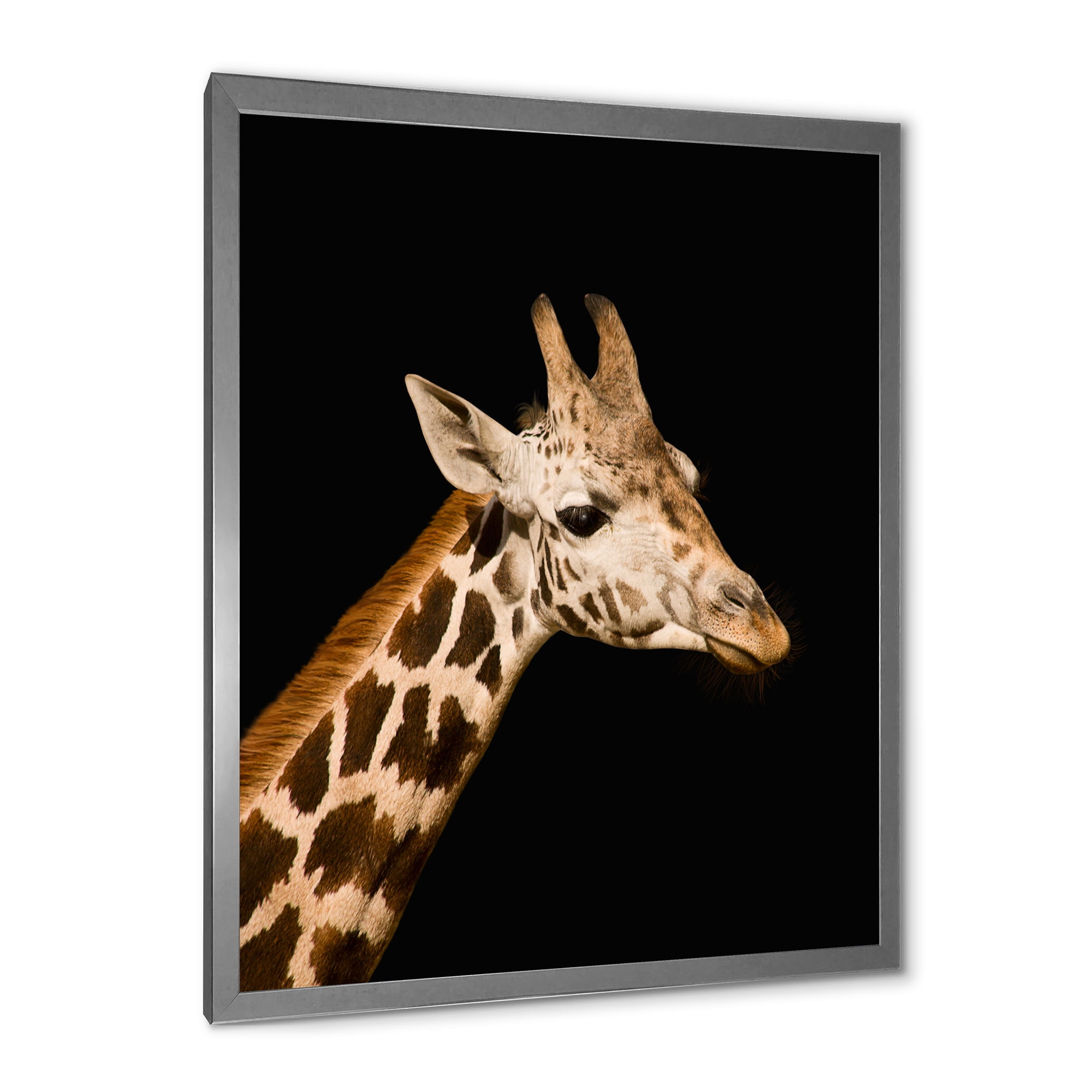 Designart 'Close Up Portrait Of A Giraffe On Black IV' Farmhouse Framed Art Print