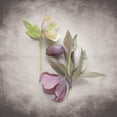 thumbnail image 2 of Bradley, Felicity 20x20 White Modern Wood Framed Museum Art Print Titled - Vintage Hellebore Study VII, 2 of 4