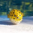 thumbnail image 4 of Safari Ltd Incredible Creatures Pufferfish, 4 of 4