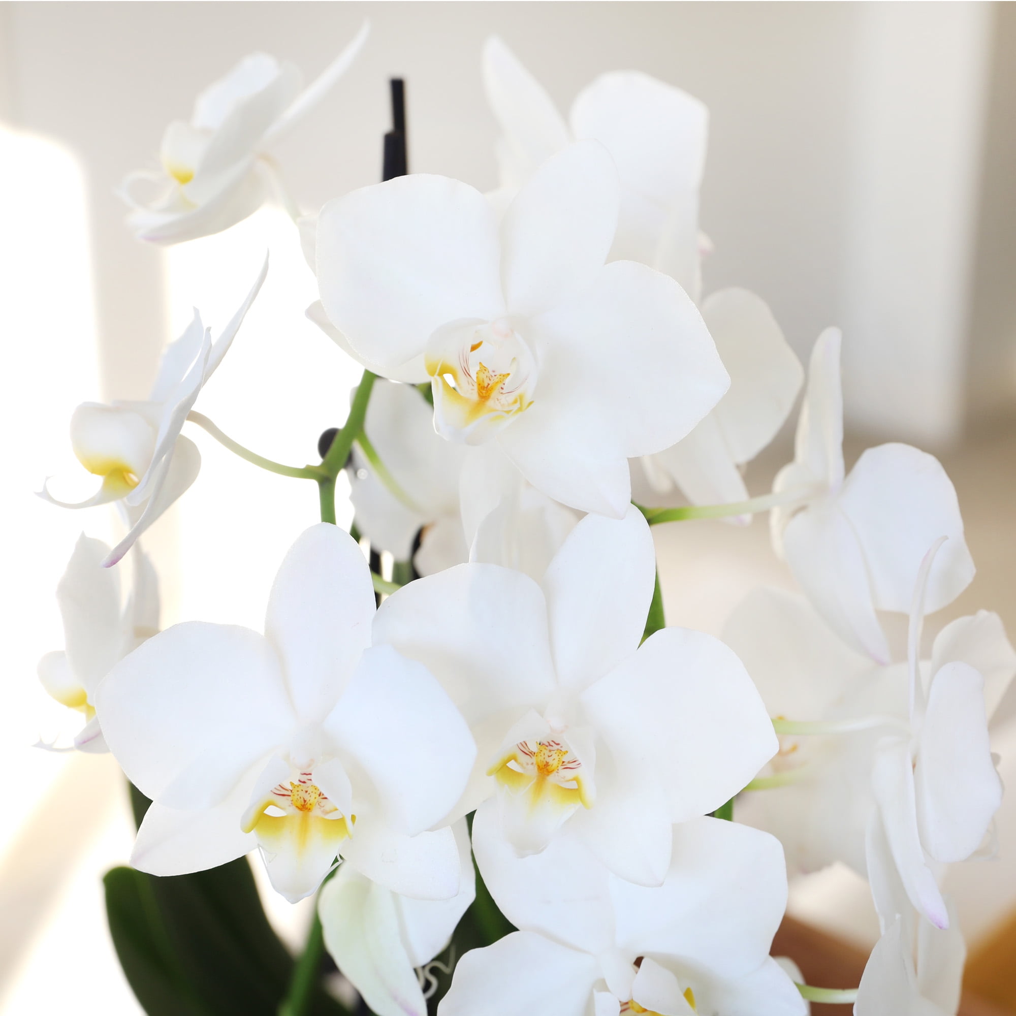 Just Add Ice 6-10" Mini White Orchid Live Plant in 4" Rose Gold Ceramic Pot, House Plant