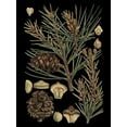 thumbnail image 2 of Vision Studio 15x18 Gold Ornate Wood Framed with Double Matting Museum Art Print Titled - Small Dramatic Conifers II, 2 of 4
