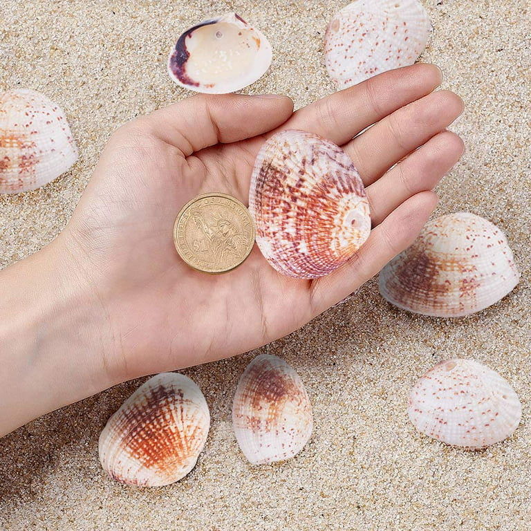 500g Seashells Mixed Ocean Beach Seashells Natural Colorful Seashells for  Decoration Crafts (Assorted Color)