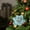 Blue, variant on Matoen 24CM Powder Flocking Christmas Magnolia Flower, High-End Fabric Artificial Floral Arrangement for Home Holiday Decor, Festive Tree Ornament
