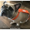 thumbnail image 2 of Barkertime Neon Orange Escape-Proof Washable Dog Diaper Overall - Made in USA, 2 of 7