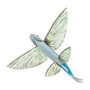 Safari Ltd. Flying Fish Figurine - Lifelike 7 Model Figure - Educational Toy for Boys, Girls, and Kids Ages 18 Months+