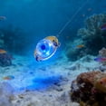 thumbnail image 1 of LED Underwater Ice With 600 Meter Depth Rating Attracting Light For Deep Drop And Ocean, 1 of 4