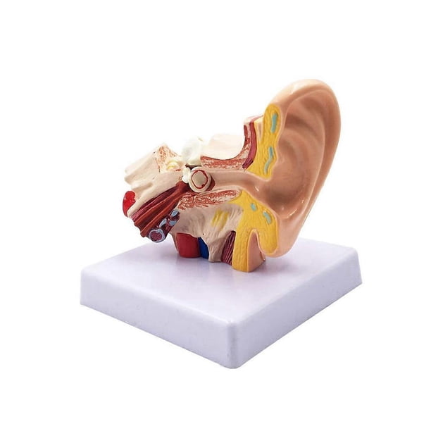 1.5X Human Ear Anatomy Model - Professional Desktop Inner Ear Structure ...