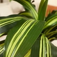 thumbnail image 3 of 6ft UV Resistant Artificial Dracaena Tree with Brown Tall Planter, Pre Potted Fake Plants for Indoor Outdoor Home Decor, Big Faux Tree Fake Plants for Office House Decor, 3 of 10
