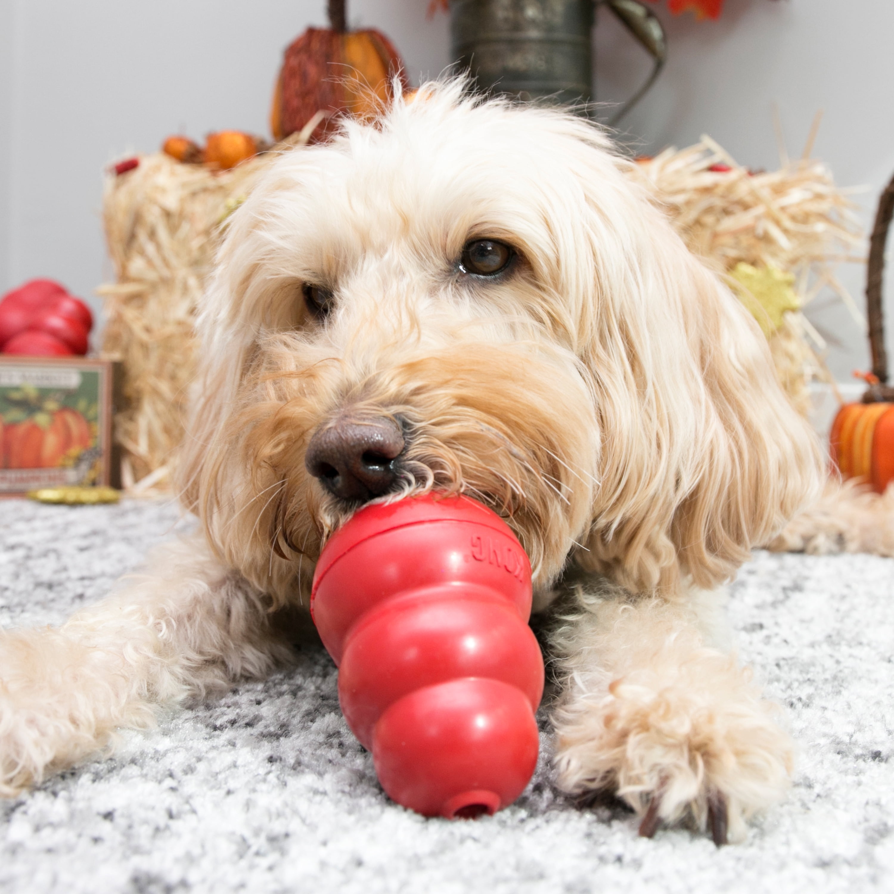 KONG® Classic Rubber Dog Toy for Average Chewers, Medium, for Dogs Between 15-35 lbs