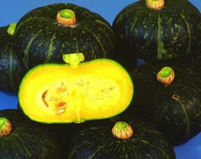 Black Kurinishiki Squash Seeds for Planting 10 Seeds Rare and
