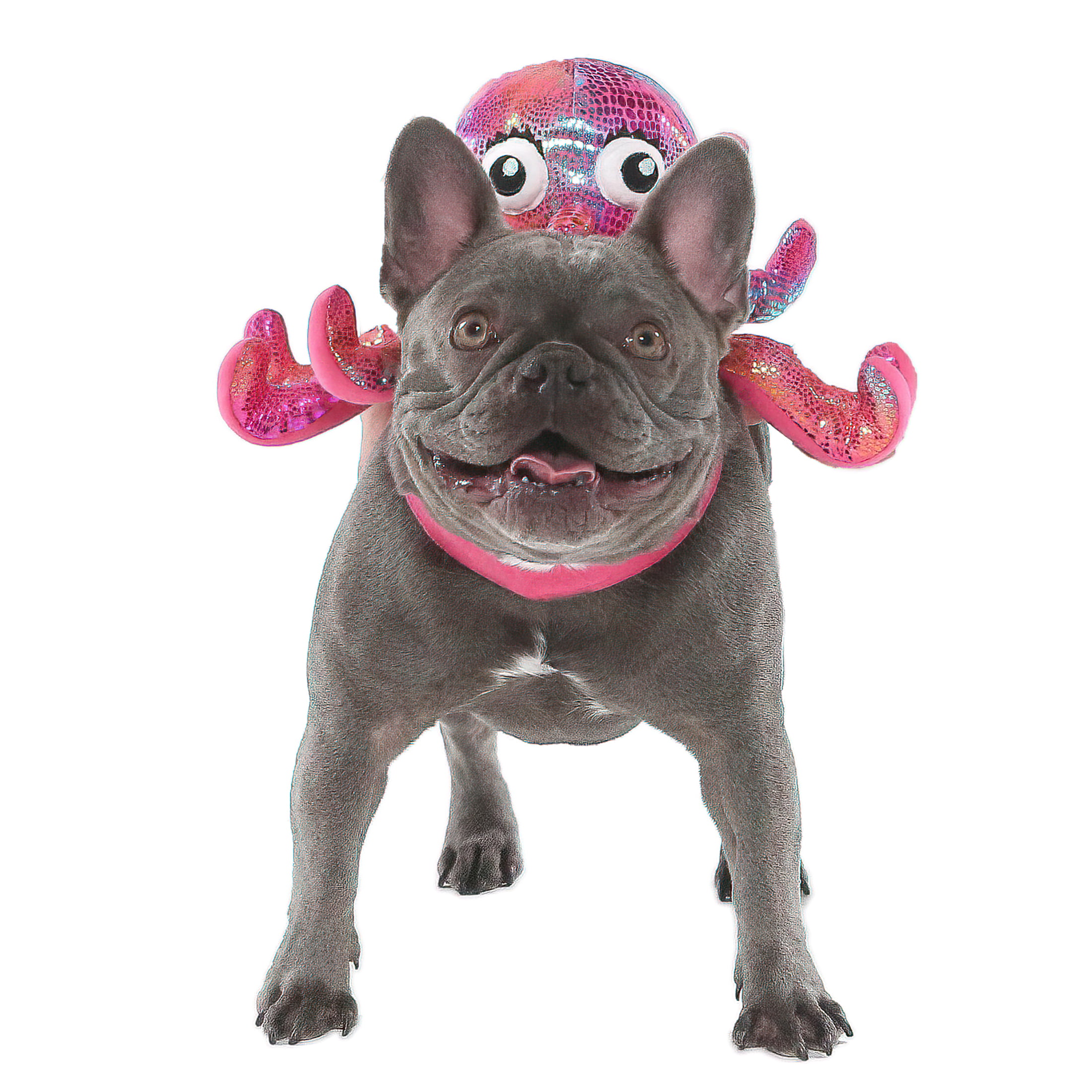 Vibrant Life Halloween Dog Costume and Cat Costume: Octopus, Size