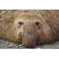 thumbnail image 2 of Paulson, Don 24x17 Gold Ornate Wood Framed with Double Matting Museum Art Print Titled - South Georgia Island Bull elephant seal, 2 of 4