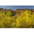 thumbnail image 2 of Illg, Cathy and Gordon 32x23 Gold Ornate Wood Framed with Double Matting Museum Art Print Titled - Arizona, Sonoran Desert Saguaro and palo verde, 2 of 4