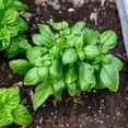 thumbnail image 4 of Sweet Basil Plant Live for Planting, Large Leaf Basil Plants, Basil Herb Plant Indoors Outdoors, 3-5 Inch Tall, 4 of 7