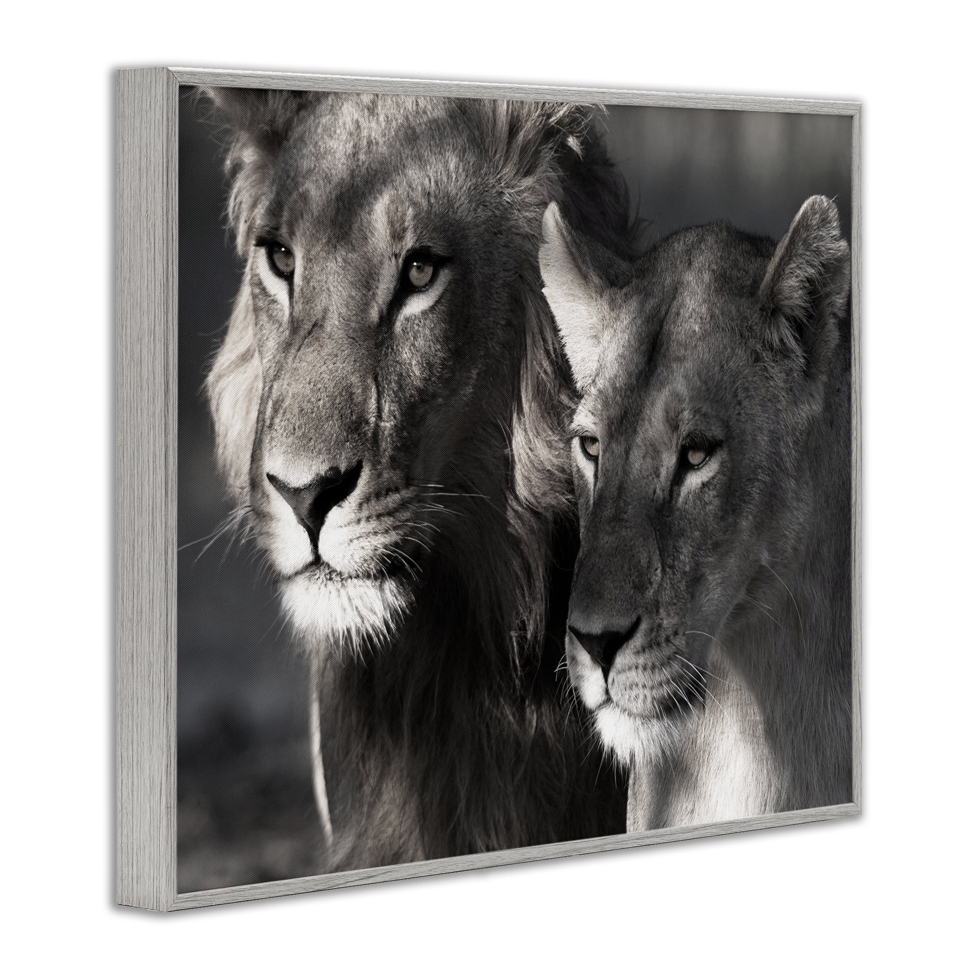 Stupell Industries Strong Lion & Lioness Animals & Insects Photography Gray Framed Art Print Wall Art, 14 x 11