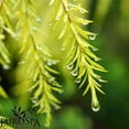 thumbnail image 4 of EuroSpa Aromatics Pure Eucalyptus Oil Shower Mist Spray Aromatherapy 8 Oz, Tea Tree Infused 2-Pack, 4 of 9