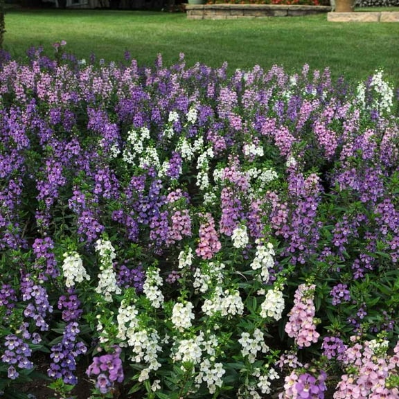 Outsidepride Angelonia Serena Mix Flower Seed - 20 Seeds