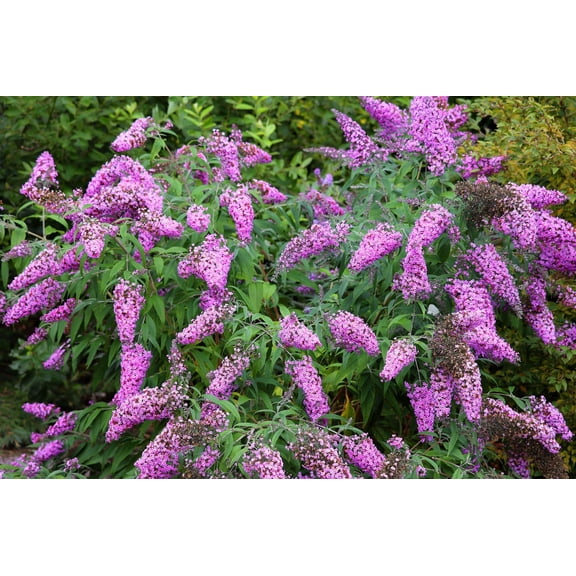 50 VIOLET BUTTERFLY BUSH Buddleia Davidii Purple Flower Seeds