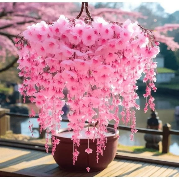 10 Cherry Bonsai Tree Seeds