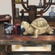 thumbnail image 1 of Tortuga de latón pura hecha a mano longevidad hogar Feng Shui ANGGREK Otros, 1 of 8