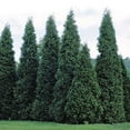 thumbnail image 5 of Thuja Plicata 'Green Giant' Arborvitae - 3 Live Quart Size Plants - Live Evergreen Privacy Tree, 5 of 9
