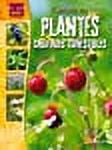 cultivez les plantes sauvages comestibles