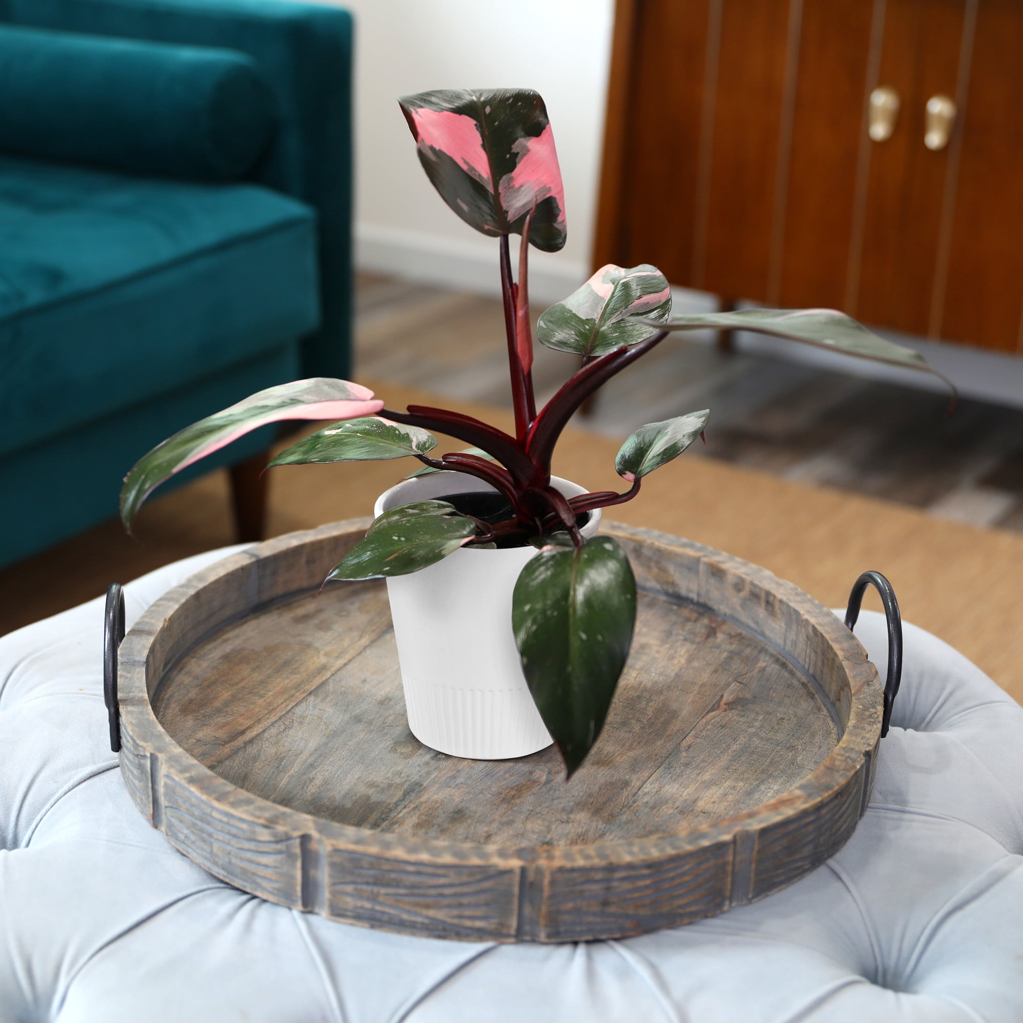 "Wild Interiors Live Indoor Plant 12"" Tall Pink Princess Philodendron in 5"" Decorative Ceramic Pot"