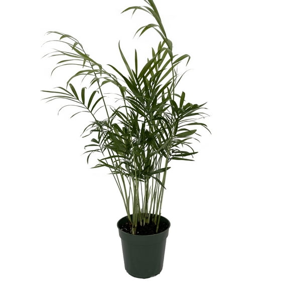Hirt's Parlor Palm - Chamaedorea Neanthe Bella - 4" Pot - Live Plant
