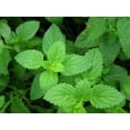 thumbnail image 2 of Peppermint Great Garden Herb 1,000 Seeds By Seed Kingdom, 2 of 5