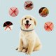 thumbnail image 3 of Typpkmm New 8 Month Dog Anti Flea and Tick Collar with Dog Antiparasitic Collar Pet, 3 of 7
