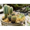 thumbnail image 3 of SuperMoss Forest Dried Decorative Moss for Potted Plants, Natural Green, 2.2oz, 3 of 3