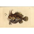 thumbnail image 2 of Sargassumfish, Histrio Histrio Poster Print By ® Florilegius Mary Evans (24 X 18), 2 of 4