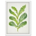 thumbnail image 1 of Royal Fern Leaf Modern Watercolour Botanical Artwork Framed Wall Art Print A4, 1 of 4