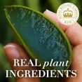 thumbnail image 4 of Herbal Essences Bio: Renew Curly Shampoo, For Curly Hair, Aloe and Mango, 13.5 fl oz, 4 of 10