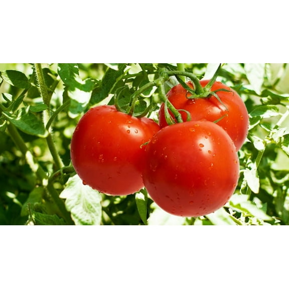 First Lady III Tomato - 20 Seeds