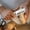 A_Free Size, variant on Gnmfd Stainless Steel Multifunctional Handheld Peeler for Vegetables Fruits Slicing Chopping Kitchen Tool with Sharp Blade for Carrots Potatoes Pineapple Cooking Home Use Daily