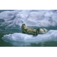 thumbnail image 2 of Rotenberg, Nancy 24x17 White Modern Wood Framed Museum Art Print Titled - AK, Inside Passage Seal and pup on ice float, 2 of 4