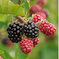 thumbnail image 3 of Set 2 Chester Blackberry Plants Live for Planting, Blackberries Plants Fruit Bushes Outdoor Garden 4 to 6 Inch Tall, 3 of 6