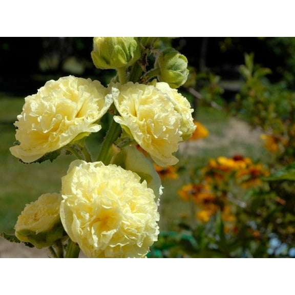 20 Seeds Yellow Banana Hollyhock Alcea Rosea Tall Blooms Easy to Grow Perennial Pollinator-Friendly Garden Plant