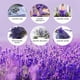 thumbnail image 5 of Flores secas de lavanda Cedar Space, 40 cm, 2 racimos, 5 of 6