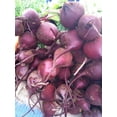 thumbnail image 2 of Beet Crosby's Egyptian Great Heirloom Vegetable By Seed Kingdom 500 Seeds, 2 of 2