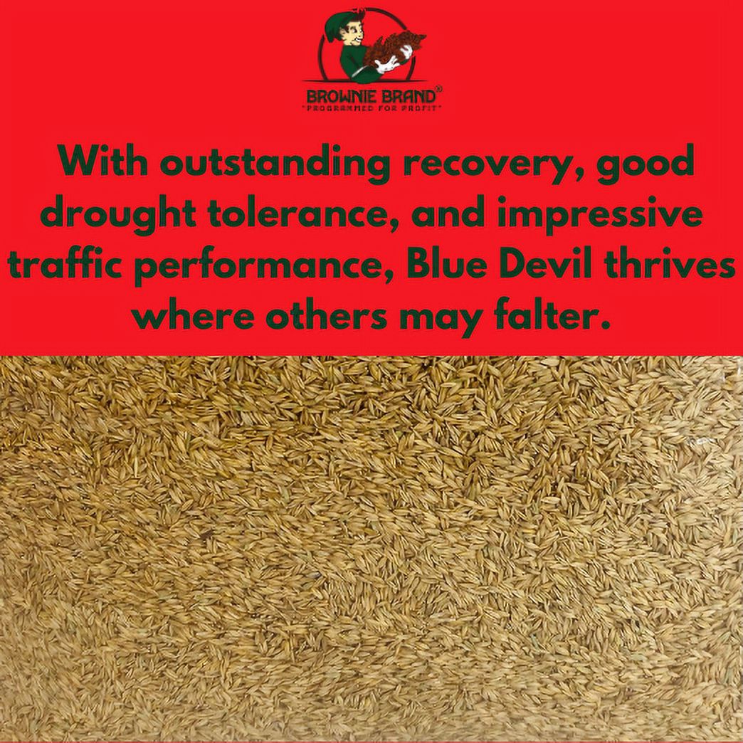 Brownie Brand Seed Kentucky Bluegrass Blue Devil, 5 lbs. Plant Seeds for Sports Fields, Home Lawns. Perennial.