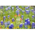 thumbnail image 2 of Wilson, Emily M. 18x13 White Modern Wood Framed Museum Art Print Titled - Llano-Texas-USA-Bluebonnet and other wildflowers in the Texas Hill Country, 2 of 4