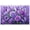 Unframe-style, variant on Purple Roses and Butterflies Canvas Wall Art Lilac Floral Flower Prints Amethyst Violet Botanical Artwork for Living Room Bedroom Bathroom Home Decor Posters