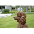 thumbnail image 3 of Hi-Line Gift Ltd Poodle Dog Sitting, 19.09-inch Height, Brown, 3 of 8