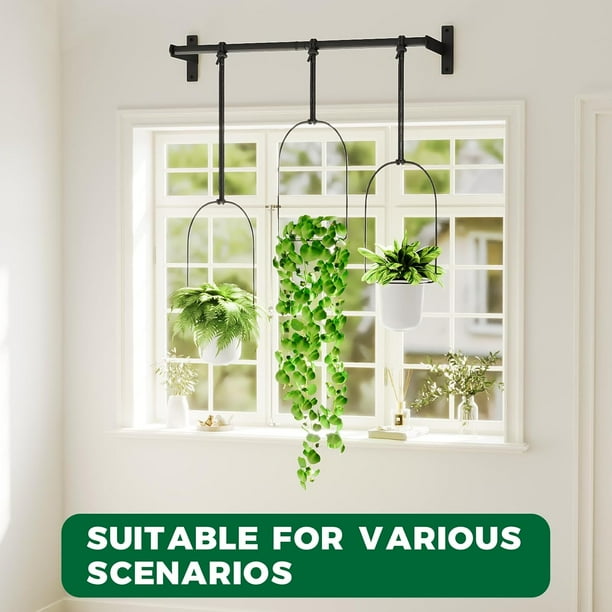 planting money Plant Gift Delivery | Unique Gifts