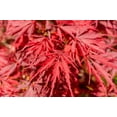 thumbnail image 4 of 10 INABA SHIDARE MAPLE Weeping Red Laceleaf Japanese Acer Palmatum Dissectum Tree Seeds, 4 of 11